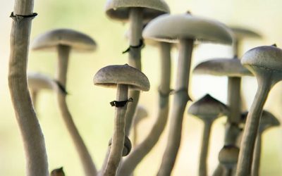 псилоцибиновые грибы лечат или калечат