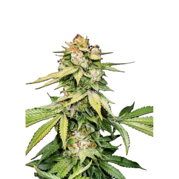 Фото куща Auto Gorilla Glue — смолистий автоцвіт